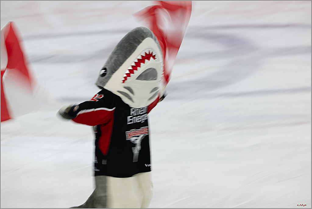 PENNY DEL 1; Kölner Haie - Düsseldorfer EG ; Köln, 16.02.2025